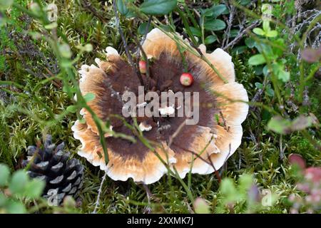 Ounasvaara Nature Trail, Rovaniemi, Lappland, Finnland Stockfoto