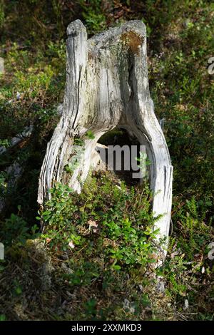 Ounasvaara Nature Trail, Rovaniemi, Lappland, Finnland Stockfoto