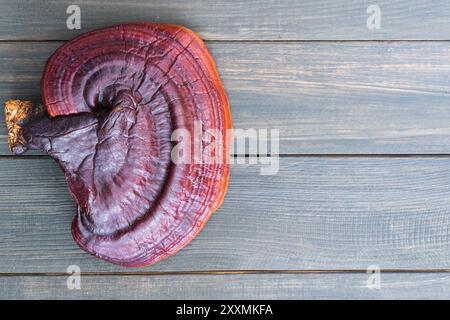 Nahaufnahme des Ling zhi-Pilzes, des Ganoderma lucidum-Pilzes auf dem Holztisch Stockfoto