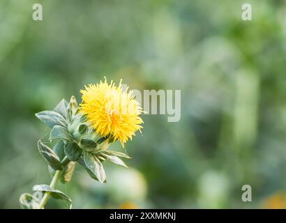 Nahaufnahme von saflor im Garten Stockfoto