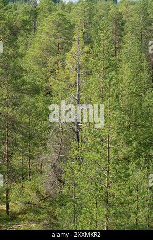 Ounasvaara Nature Trail, Rovaniemi, Lappland, Finnland Stockfoto