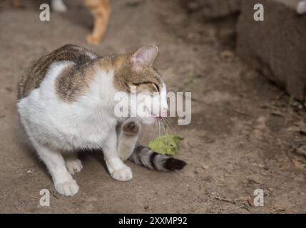 Das Europäische Kurzhaar. Die Katze kratzt sich am Ohr. Der Begriff wurde auch als eine ausführliche Art und Weise verwendet, um auf die gemeinsame häusliche kurzhaarige CA zu verweisen Stockfoto