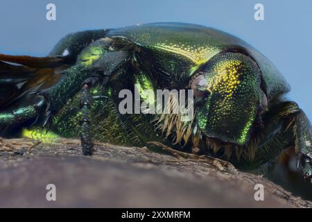 Cetonia aurata, auch Rosenscheuer genannt, ist ein 20 Millimeter langer Käfer mit einer metallischen Strukturfarbe Stockfoto