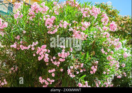 Wunderschöner rosa blühender Oleander oder rosafarbener Hauch (lateinischer Name: Nerium) an der italienischen riviera Stockfoto