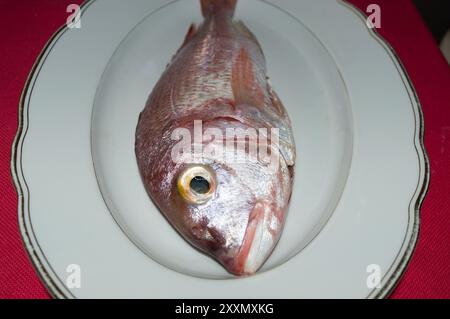 Roher Meeresfisch, gemein pandora, Pagellus erythrinus, auf einem weißen Teller, aus dem Adriatischen Meer, dalmatinische Küche Stockfoto