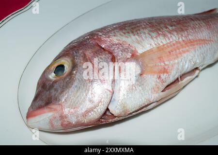 Roher Meeresfisch, gemein pandora, Pagellus erythrinus, auf einem weißen Teller, aus dem Adriatischen Meer, dalmatinische Küche Stockfoto