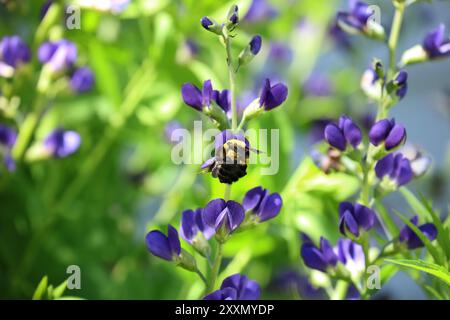 Nahaufnahme einer Carpenter Bee, die im Frühjahr Pollen aus einer Purple False Blue Indigo-Blume sammelt, mit verschwommenem Hintergrund Stockfoto