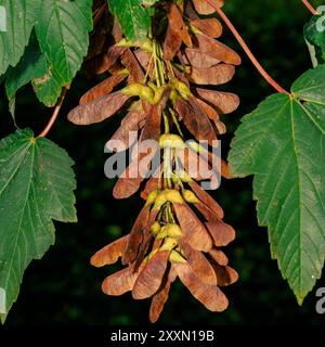 Haufen von Platanensamen hängen von robusten Ästen, umgeben von üppig grünem Laub, die einen wichtigen Teil der lokalen Ökosysteme hervorheben. Stockfoto