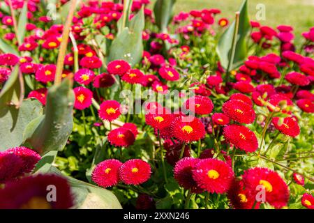 Viele rote bellis-Blüten. Rote Gänseblümchen-bellis-Blüten im Sommergarten. Selektiver Fokus Stockfoto