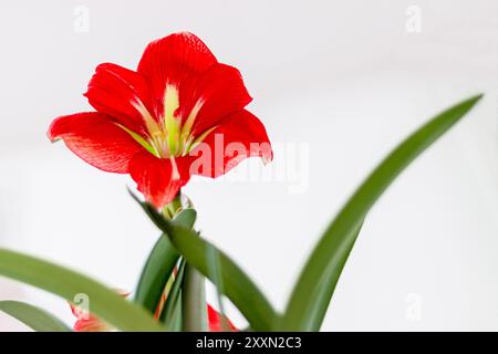 Rote Amaryllis, Blume in voller Blüte auf weißem Hintergrund Stockfoto