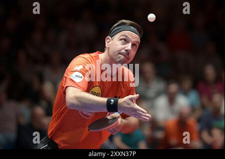 TTBL Borussia Düsseldorf - ASC Grünwettersbach am 25.08.2024 im ARAG CenterCourt in Düsseldorf Timo Boll ( Düsseldorf ) Foto: Revierfoto Credit: ddp Media GmbH/Alamy Live News Stockfoto