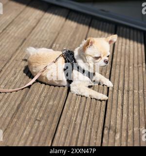 Ein kleines Chihuahua liegt auf einer Terrasse und entspannt sich Stockfoto