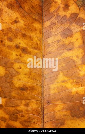 Nahaufnahme eines trockenen, braunen Blattes mit komplizierten Adern. Stockfoto