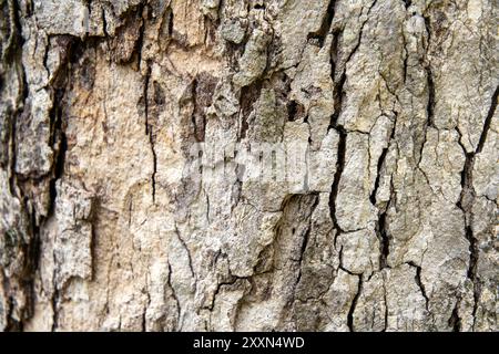 Nahaufnahme rauer Baumrindenstruktur mit natürlichen Mustern. Stockfoto