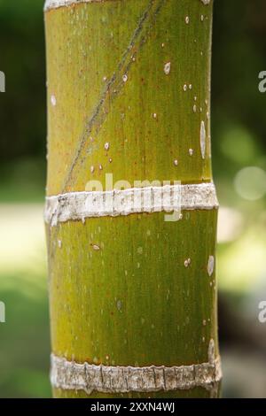 Detaillierte Textur des segmentierten Bambusstiels bei natürlichem Licht. Stockfoto