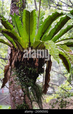 Ein üppig grüner Vogelnest blüht auf einem moosbedeckten Baumstamm. Stockfoto