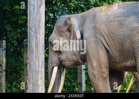 Eine Nahaufnahme eines Borneo Pygmäenelefanten, einer kleineren Unterart des asiatischen Elefanten. Stockfoto