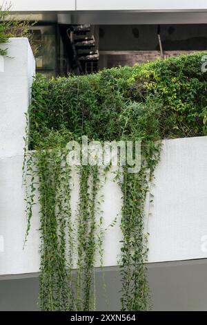 Üppiges Laub überzieht den Rand einer städtischen Betonbarriere. Stockfoto