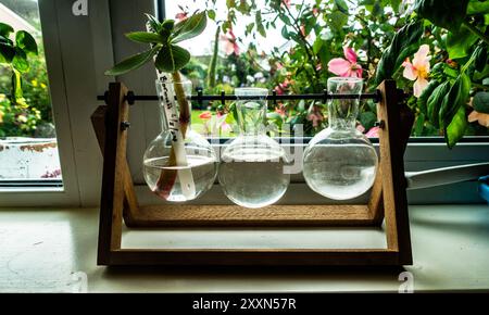 Drei mit Wasser gefüllte Glasfläschchen zeigen einen Schnitt im Sonnenlicht, umgeben von bunten Blüten. Stockfoto