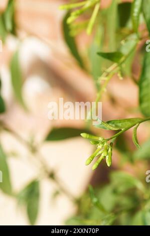 Nachtblühender Jasmin in der Anfangsphase mit geschlossenen Blütenknospen und frischen Blättern, perfekt für botanische Studien. Stockfoto