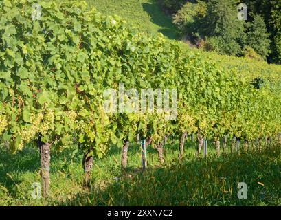 Blick auf den Weinberg mit reifenden hellgrünen Trauben im horizontalen Format Stockfoto