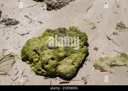 Felsen am Sandstrand auf Gezeitenhöhe, bedeckt mit hellgrünen Algen. Verschiedene Algen herum. Djerba, Tunesien, Afrika. Stockfoto