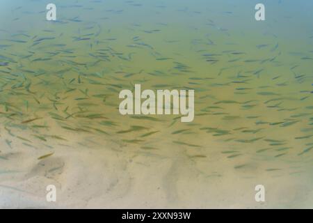 Eine große Schar kleiner Fische schwimmt in der Nähe des Sandbodens eines klaren, flachen Gewässers. Die Fische erzeugen zarte Muster, wenn sie sich miteinander bewegen Stockfoto