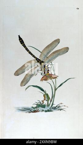 Goldener Ring oder Boltons Libelle. Edward Donovan, Britische Insekten, Platte 430 Stockfoto