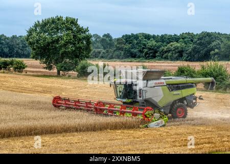 Ernte mit einem Claas Lexion 8900 Mähdrescher auf einem Feld in Norfolk, Großbritannien. Stockfoto