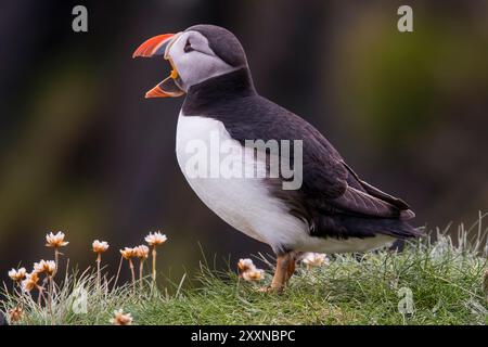 Ein Atlantischer Papageientaucher, Fratercula arctica, auf den Klippen von Sumburgh Head, Shetland. Stockfoto