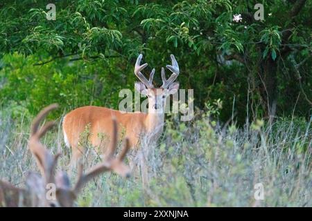 Wildschwanzböcke werden im Sommer 2024 in Sandy Hook, New Jersey, beim Weiden beobachtet. Stockfoto