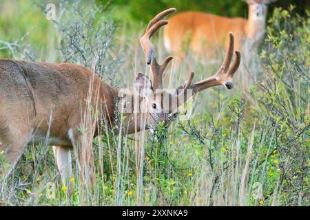 Wildschwanzböcke werden im Sommer 2024 in Sandy Hook, New Jersey, beim Weiden beobachtet. Stockfoto