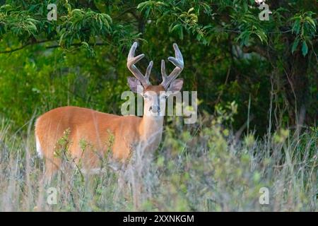 Wildschwanzböcke werden im Sommer 2024 in Sandy Hook, New Jersey, beim Weiden beobachtet. Stockfoto