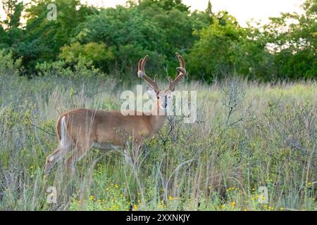 Wildschwanzböcke werden im Sommer 2024 in Sandy Hook, New Jersey, beim Weiden beobachtet. Stockfoto