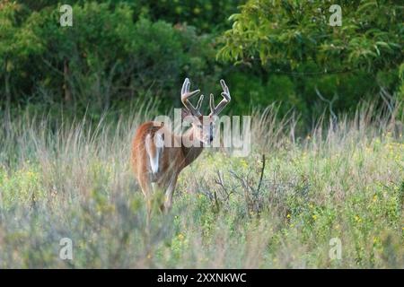 Wildschwanzböcke werden im Sommer 2024 in Sandy Hook, New Jersey, beim Weiden beobachtet. Stockfoto