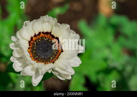 Bunte Blumen auf dem Hintergrund Stockfoto