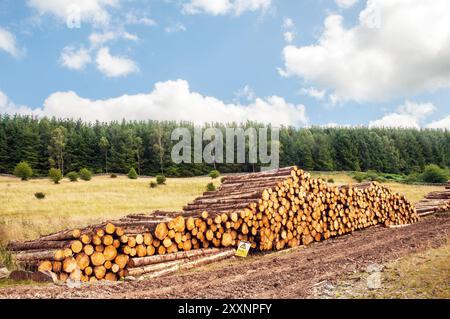 Holzhaufen mit zerschnittenen Baumstämmen, die darauf warten, auf Holzwagen und Anhänger in Dumfries und Galloway Schottland, Großbritannien, geladen zu werden Stockfoto