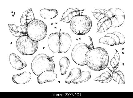 Apple-Skizze. Handgezeichnete Vintage-Fruchtscheibe und Blätter, umrissener botanischer Zweig. Die Hälfte der schwarzen und weißen Zutat. Herbsternte. Gesunde Produkte für das Verpackungsdesign. Vektor isolierte Elemente Stock Vektor