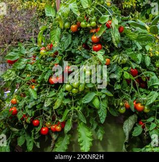 Kirschtomate ist „Tumbling tom“. Stockfoto
