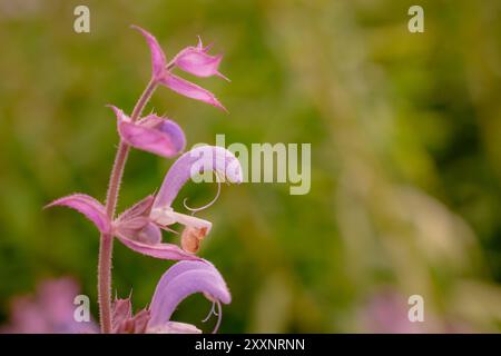 Bunte Blumen auf dem Hintergrund Stockfoto