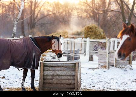 Malerische Aussicht zwei Pferde in Deckteppichen essen auf Schnee Winter kalte Fahrerlager auf dem Bauernhof gegen dampfenden Strohhaufen von Dung am warmen Sonnenuntergang Abend. Szene Stockfoto