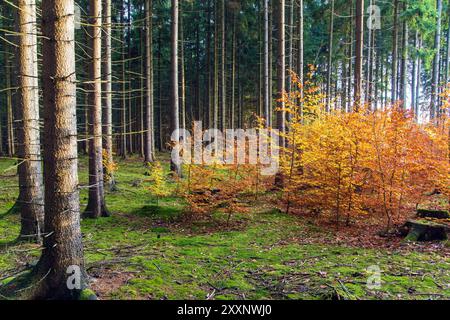 Blick auf kleine Buchen im Fichtenwald mit Moos Stockfoto