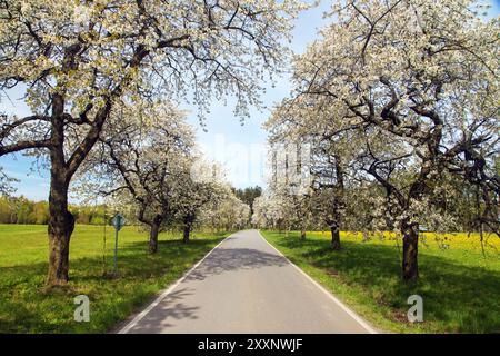 Straße und Allee von blühenden Kirschbäumen in lateinischem Prunus cerasus mit schönem Himmel. Weiß gefärbter blühender Kirschbaum Stockfoto
