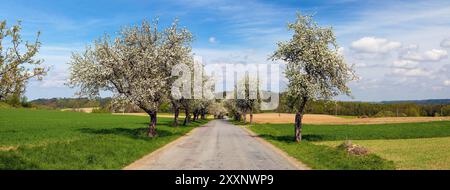 Blick auf die Straße im Frühling und eine blühende Apfelbaumallee Stockfoto