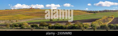 Weinberg, Herbst im Weinberg, gelbe Weinpflanzen, Dorf Vrbice, Südmähren, Tschechische Republik Stockfoto