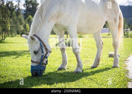 Schönes weißes Pferd, das während des sonnigen Tages auf dem Gras weidet, Nahaufnahme Slowakei, Europa Stockfoto