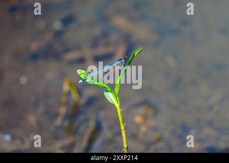 Eine Rotäugige Damselfly (Erythromma najas), die im Sommer am Bolder Mere Lake in Wisley und Ockham Commons in Surrey, Südosten Englands, ruht Stockfoto