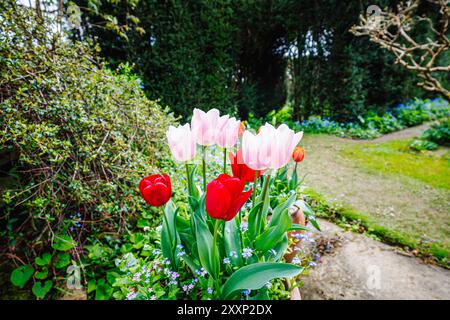 Hübsche rosa und rote Tulpen blühen im Frühjahr in einem Blumentopf mit Vergissmeinnots im Vann Garden nahe Hambledon, Surrey Stockfoto