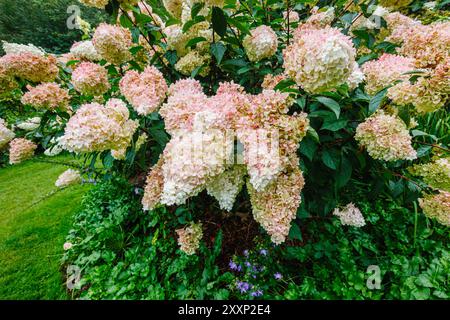 Cremeweiße bis rosafarbene Blüten der Hortensie paniculata Vanille Fraise 'Renhy', RHS Garden, Wisley, Surrey, SE England im Sommer Stockfoto
