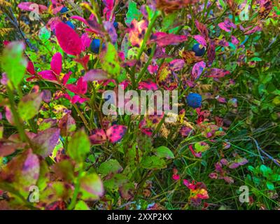 Wilde Blaubeeren im Wald Stockfoto